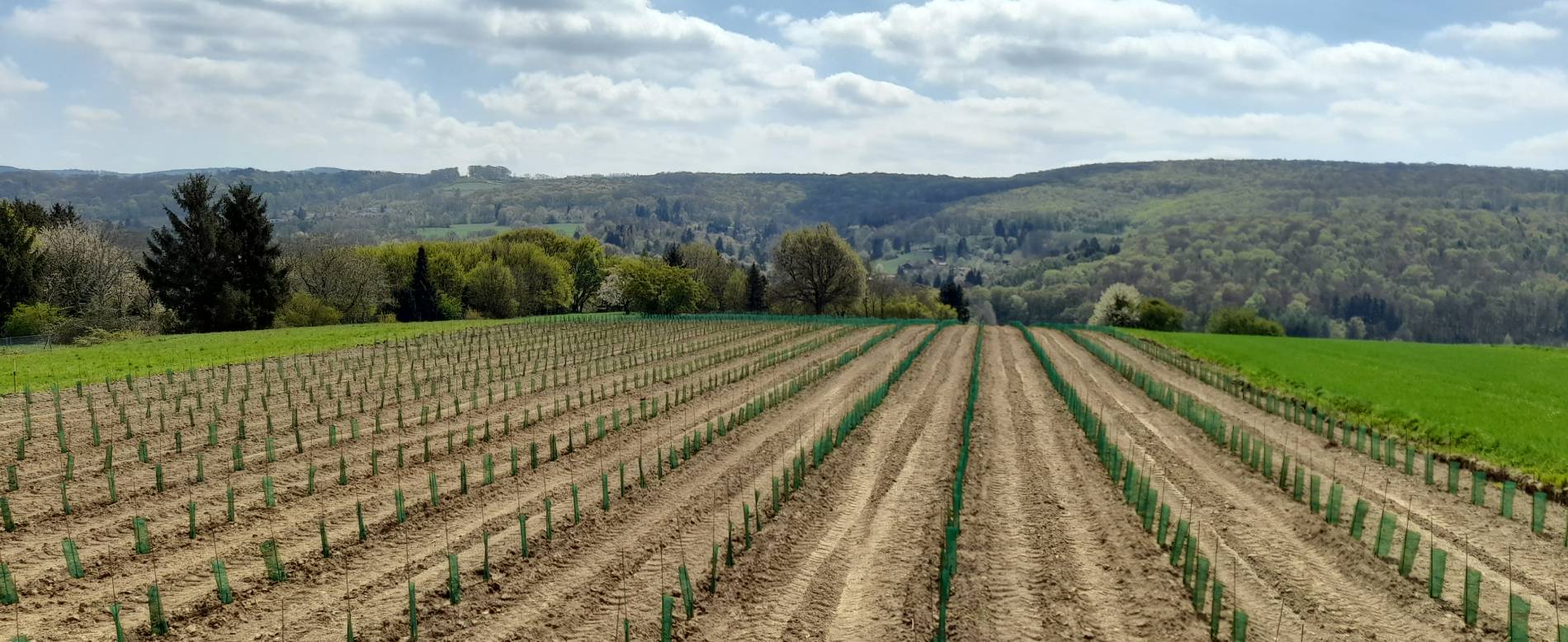 Weingarten Kierlinger Dorfberg